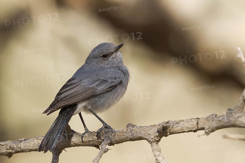 Blackstart (Oenanthe melanura), Oman