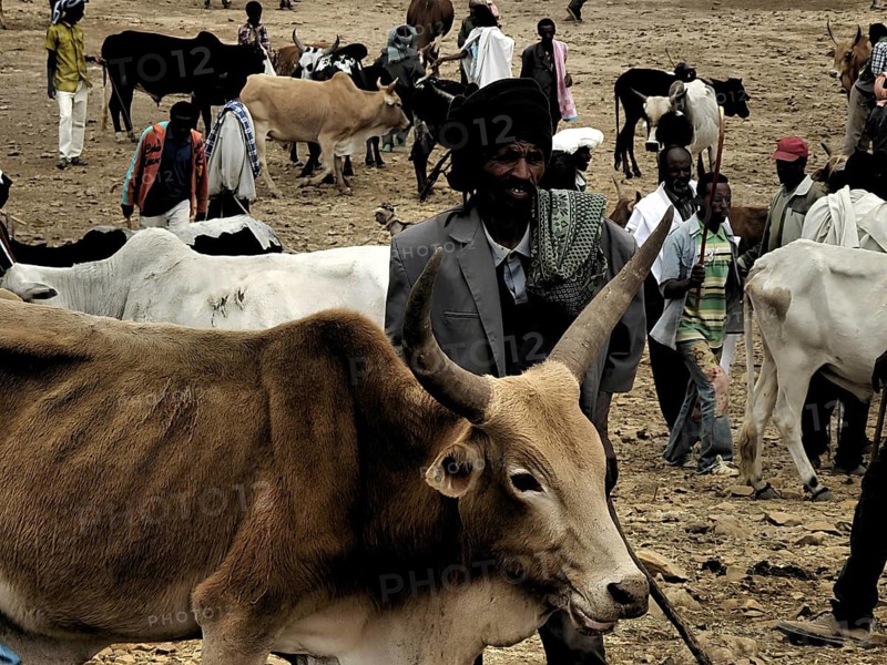 A man stands at a cattle market next to cows (bos) while people are visible in the background, Ethiopia