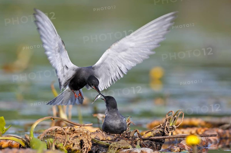 Black Tern (Chlidonias niger) pair, handing over a small fish as a bridal gift, Mecklenburg-Western Pomerania, Germany