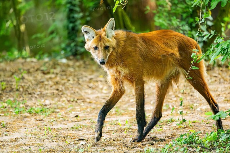 Maned wolf (Chrysocyon brachyurus) walking around, Germany