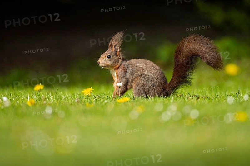Squirrel (ciurus vulgaris), Vechta, Lower Saxony, Germany