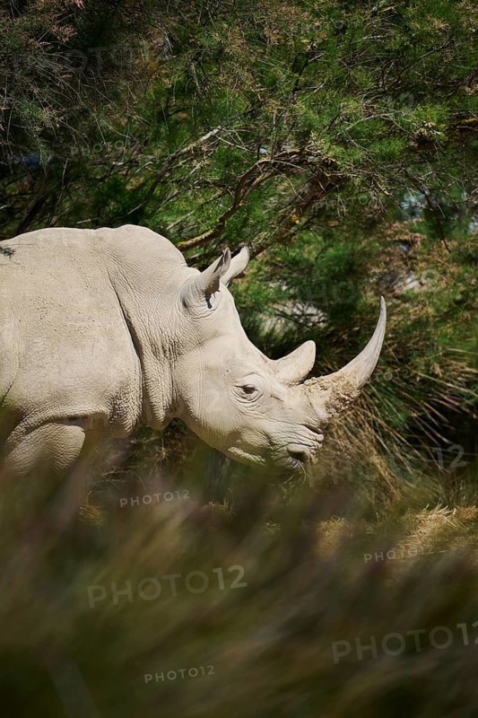 Square-lipped rhinoceros (Ceratotherium simum), standing in the dessert, captive, distribution Africa