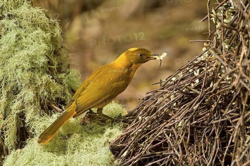 Golden Bowerbird (Prionodura newtoniana) male, Queensland, Australia