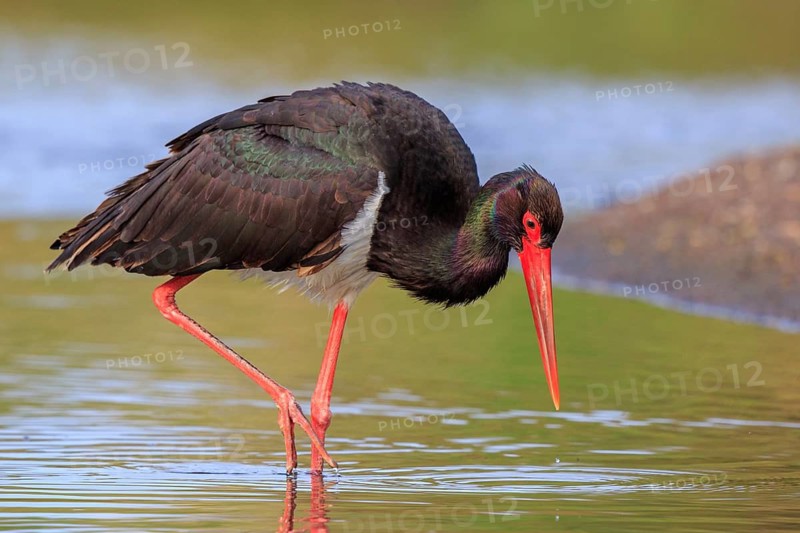 Black Stork (Ciconia nigra) foraging, Greece