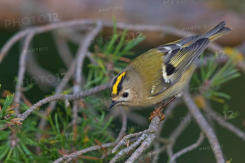 Wintergoldhähnchen, Goldcrest, Regulus regulus, Roitelet huppé, Reyezuelo Sencillo