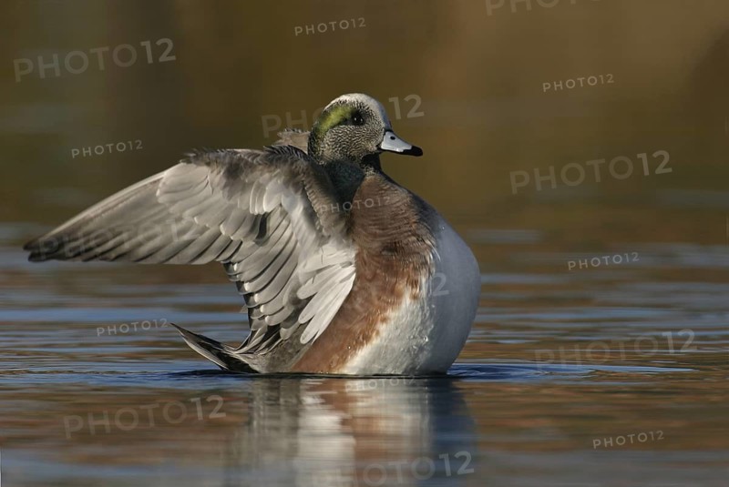 American Wigeon (Mareca americana) male, Arizona, USA
