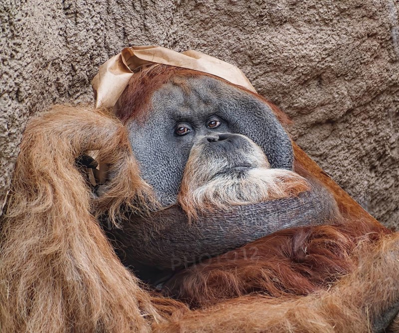 Animal portrait, Bornean orangutan (pongo pygmaeus), animal portrait of a male, adult, captive, distribution Borneo, old world monkey, great ape, primate, endangered species