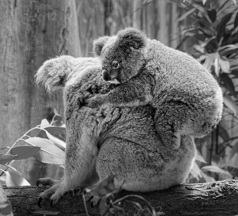 Animal portrait, koala (Phascolarctos cinereus), marsupial mammal, with young on the back, koala bear, animal young, black and white photo, captive, distribution East Australia