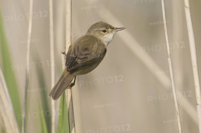 Eurasian Reed Warbler (Acrocephalus scirpaceus), Saxony, Germany