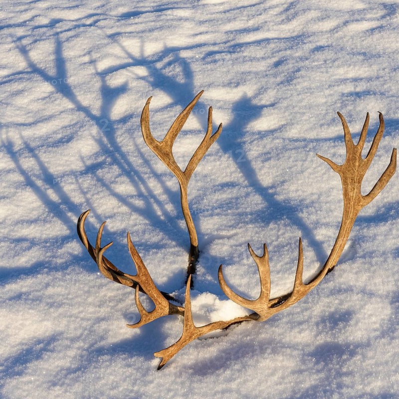 Reindeer antlers (Rangifer tarandus) with shadows cast in the snow, Norrbotten, Lapland, Sweden, October 2019