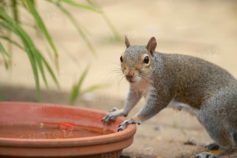 Grey squirrel (Sciurus carolinensis) adult animal resting on a garden bird water bath, Suffolk, England, United Kingdom