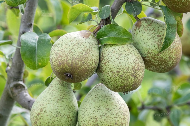 Pear (Pyrus communis GRÄFIN VON PARIS), Bundessorteamt, Germany