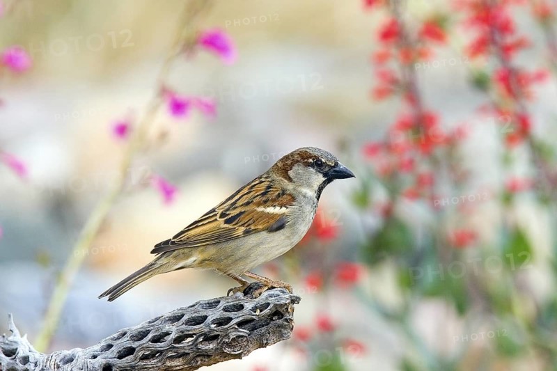 House Sparrow Passer domesticus Tucson, Pima County, ARIZONA, United States 14 March Adult Male Passeridae