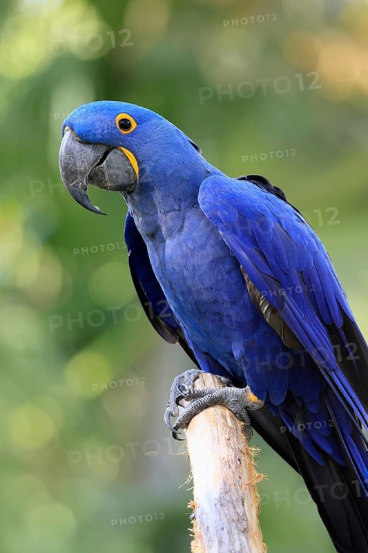 Hyacinth Macaw (Anodorhynchus hyacinthinus), adult on wait, Pantanal, Brazil, South America