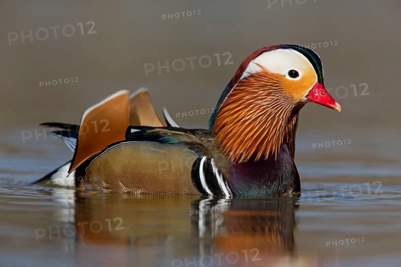 Mandarin duck, (Aix galericulata), animals, birds, duck birds, male, drake, forest park, Mannheim, Baden-Württemberg, Federal Republic of Germany