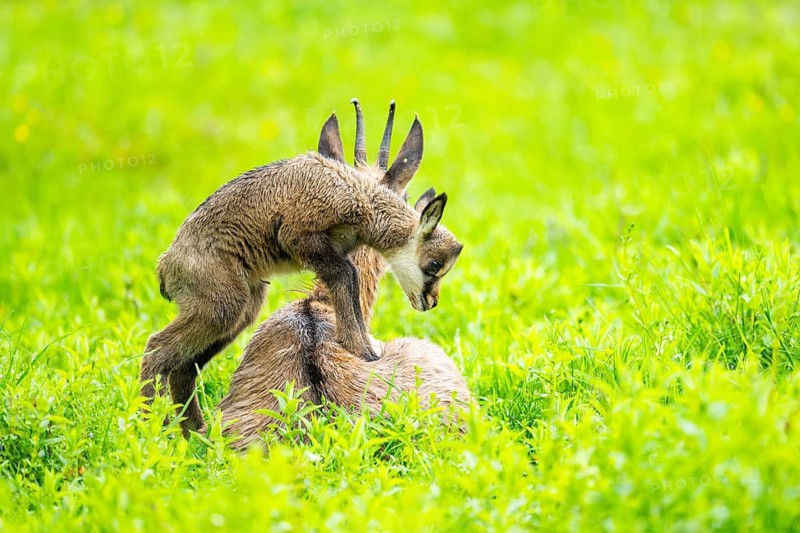 Chamois (Rupicapra rupicapra) Mother (doe) with her youngster (fawn) on a meadow, Austria