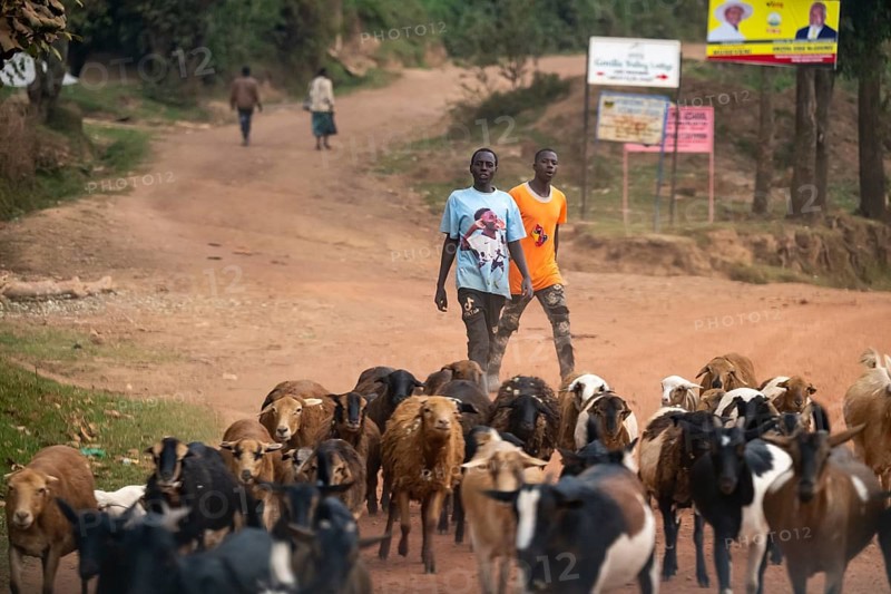 Two young men drive goats on a dusty country road, street scene in rural Uganda, Western Region, Uganda
