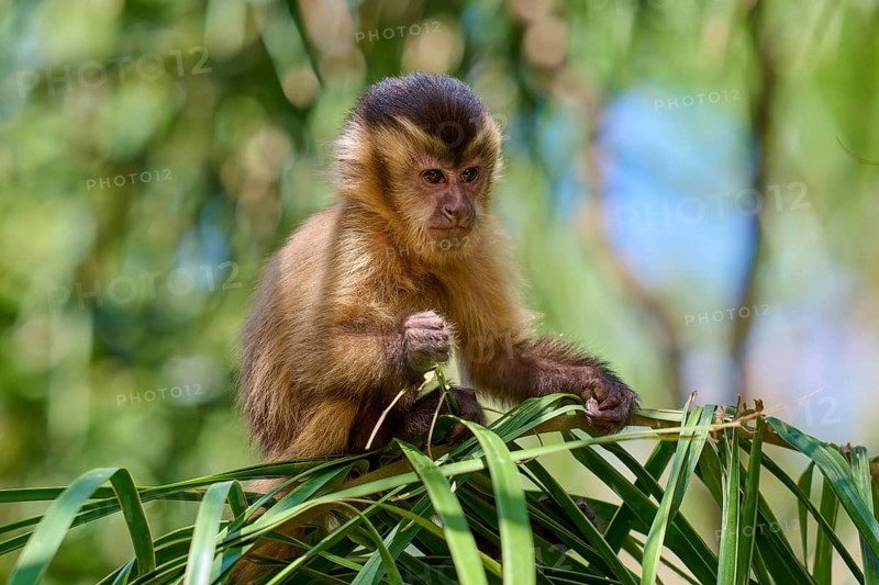 A capuchin monkey sitting on a leaf, surrounded by green and dense vegetation, capuchin monkey (Sapajus apella), Pantanal, Mato Grosso, Brazil