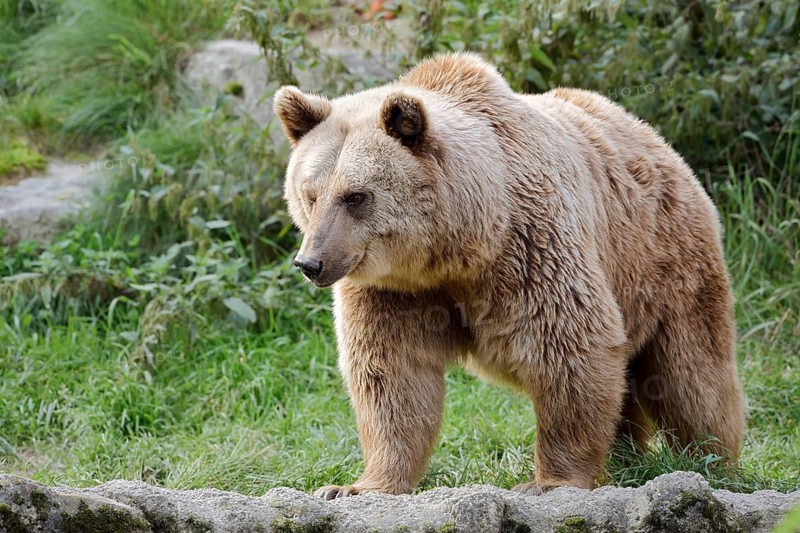 Syrian brown bear (Ursus arctos syriacus), captive, Germany