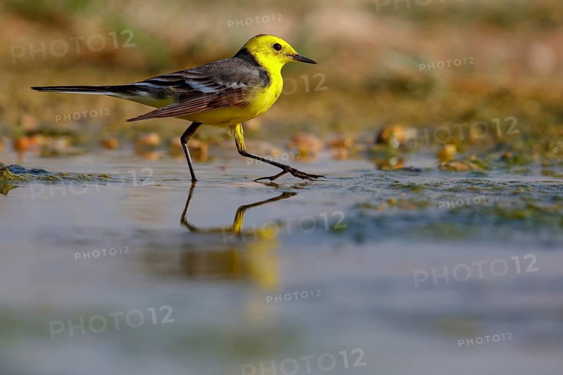 Citrine wagtail, (Motacilla citreola), foraging in a biotope, Middle East, Oman, songbird, family of stilts and pipits, Raysut, Salalah, Dhofar, Oman