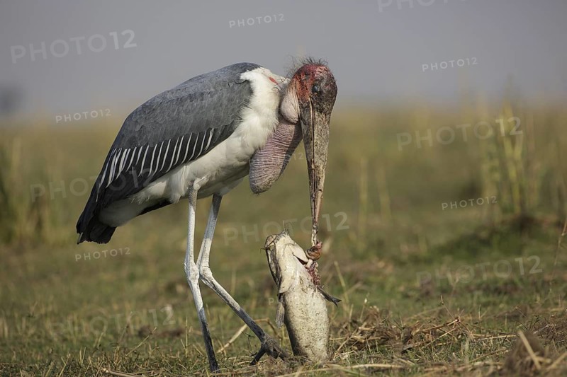 Marabou Stork (Leptoptilos crumenifer) feeding on a large catfish, Chobe, Botswana