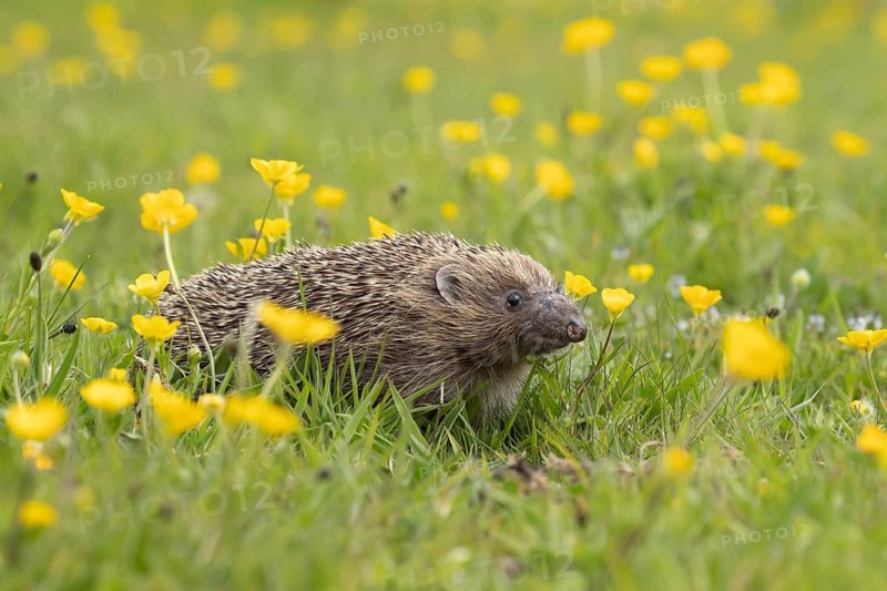 European hedgehog (Erinaceus europaeus) adult animal amongst Meadow buttercup (Ranunculus acris) flowers in a meadow in springtime, Suffolk, England, United Kingdom