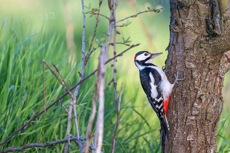 Great spotted woodpecker (Dendrocopos major) on the trunk of a cherry tree in front of a lush green meadow, Baden-Württemberg, Germany