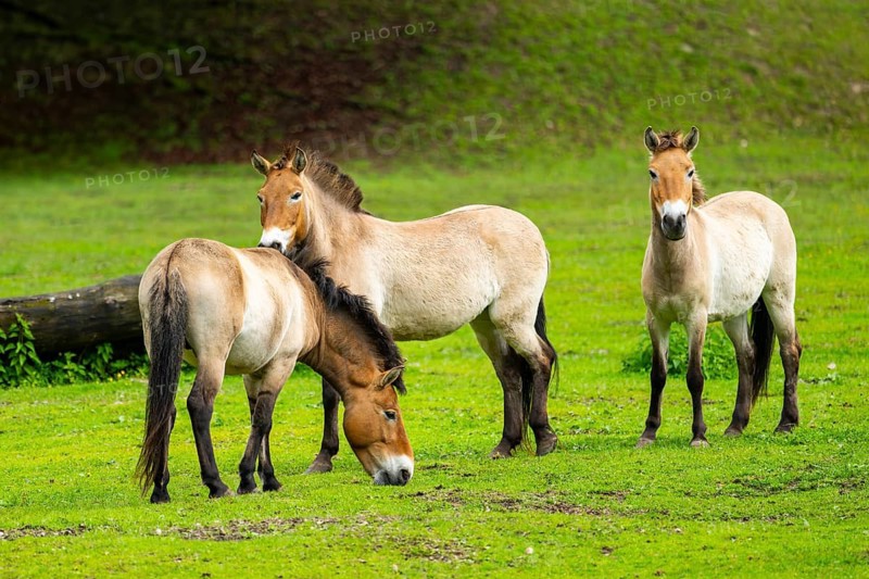 Przewalski's horse (Equus ferus przewalskii) standing on a meadow, Austria, Germany