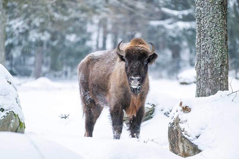 European bison (Bison bonasus) or Wisent standing on a meadow next to the forest in winter, snow, Bavaria, Germany