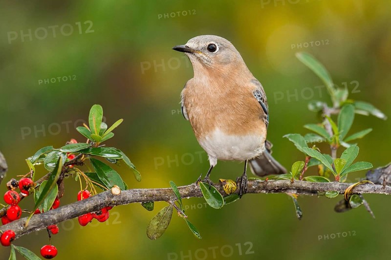 Eastern Bluebird (Sialia sialis) female perched on a branch, Texas, USA