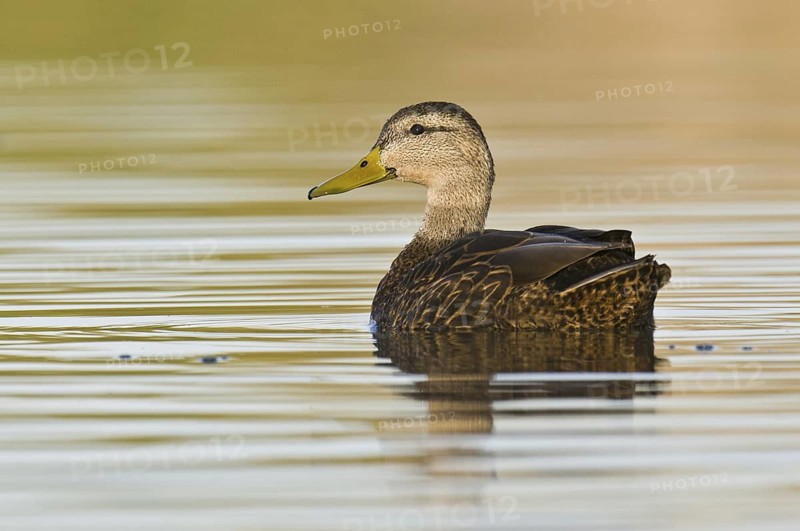 Mexican Duck (Anas diazi), Arizona, USA