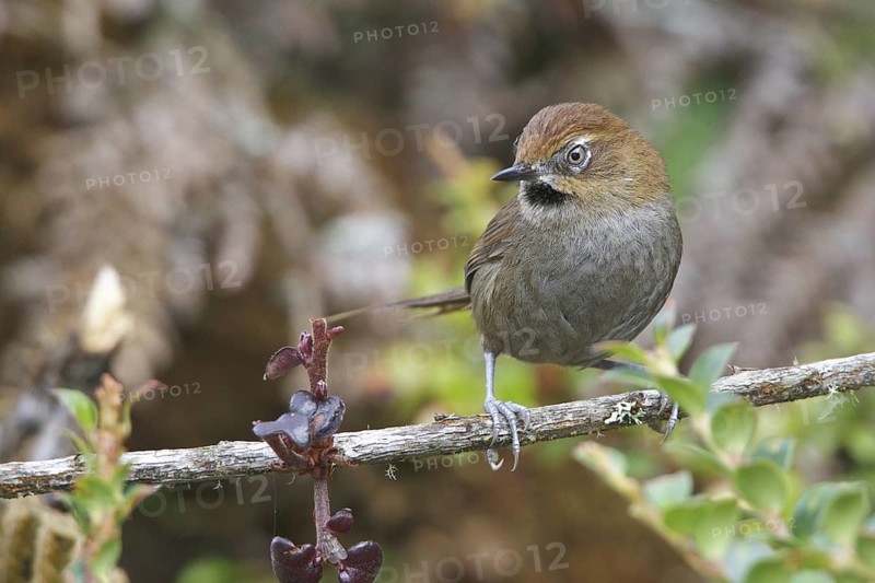 Black-throated Thistletail (Schizoeaca harterti) perched on a branch in Bolivia, South America