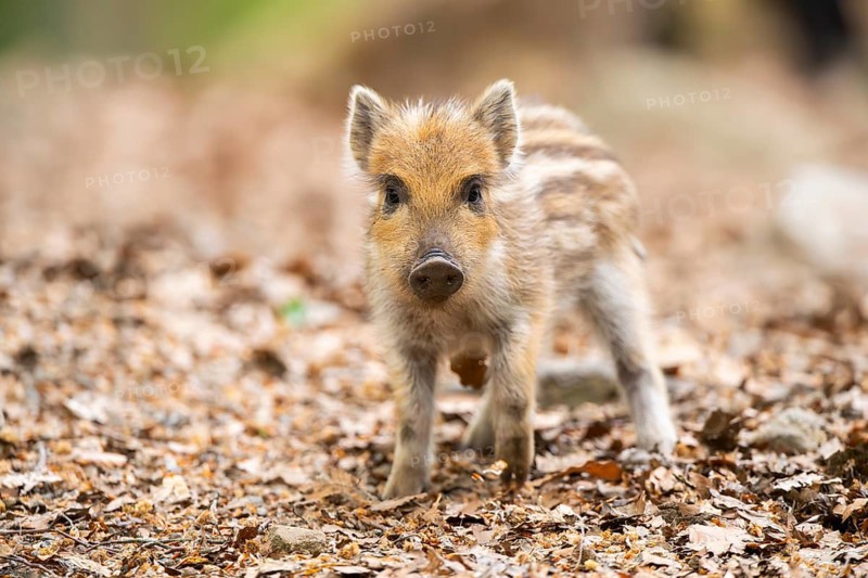 Wild boar (Sus scrofa) piglet standing in a forest, Bavaria, Germany