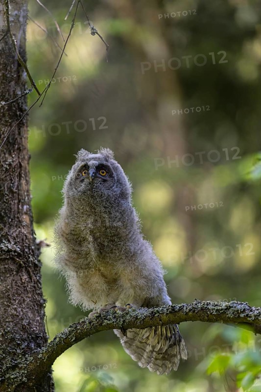 One young long-eared owl (Asio otus), sitting on a branch of a tree. Green vegetation in the background