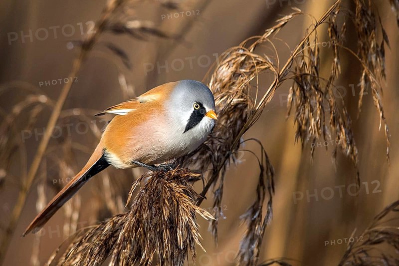 Bearded tit (Panurus biarmicus), songbird, chickadee, Federsee lake, Baden-Württemberg, Federal Republic of Germany
