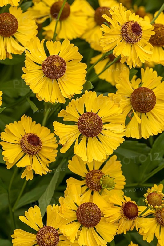 Sunflower (Helenium 'Bressingham Gold'), RHS Garden Bridgewater, Great Britain