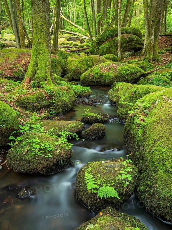 The Höllbach in the Hölle Nature Reserve flows through green forest and large moss-covered rocks, near Rettenbach, Upper Palatinate, Bavaria, Germany