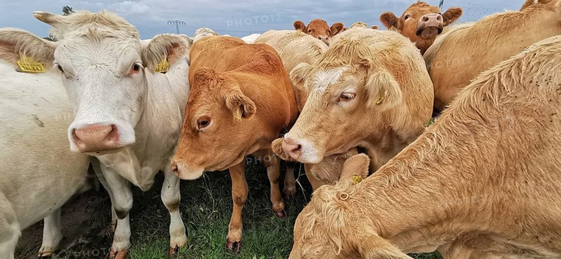 Close-up of cows (bos taurus) of different colours on a green meadow, Franconian Forest nature park Park
