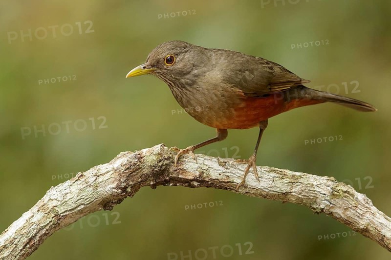 Rufous-bellied Thrush (Turdus rufiventris) perched on a branch in the Atlantic Rainforest Region of Brazil