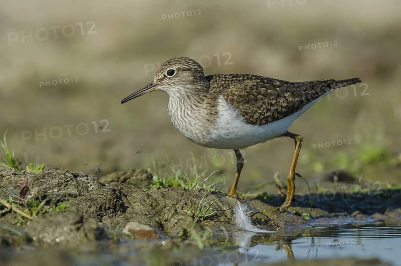 Common Sandpiper (Actitis hypoleucos), Schleswig-Holstein, Germany