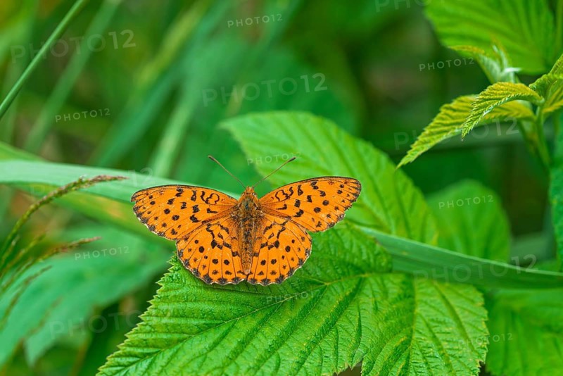 Blackberry Pearl-bordered Fritillary (Brenthis daphne), a butterfly of the Nymphalidae family, Close Up, Liederbach, Dillendorf, Rhineland-Palatinate, Germany