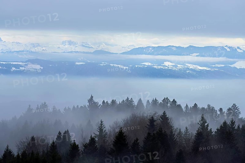 Forest in fog, snow-covered Alps behind, Beinwil, Freiamt, Horben, Lindenberg, Aargau Canton, Switzerland