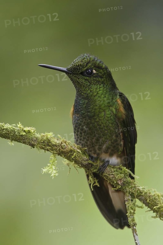 Buff-tailed Coronet (Boissonneaua flavescens), Ecuador