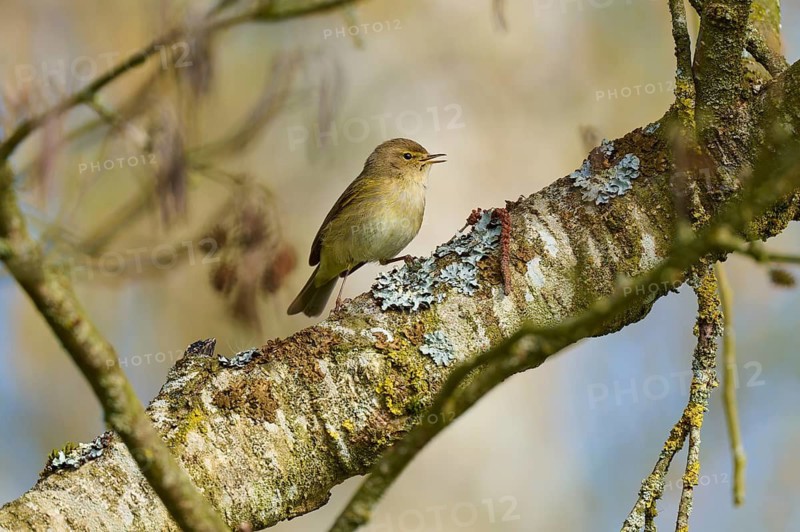 Singing bird on a lichen-covered tree trunk, chiffchaff (Phylloscopus collybita), spring, bird island, Altmühlsee, Muhr am See, Gunzenhausen, Franconian Lake District, Bavaria, Germany