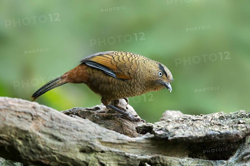 Blue-winged Laughingthrush (Trochalopteron squamatum), Yunnan, China