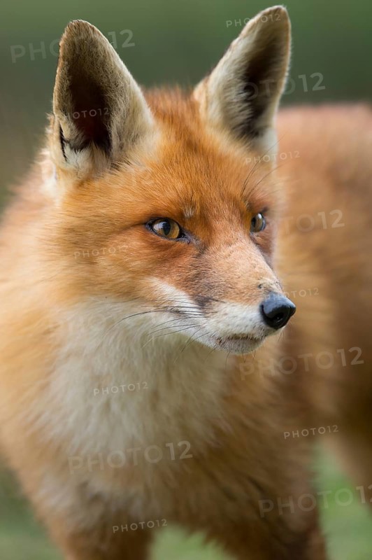 Red Fox (Vulpes vulpes) adult portrait, Netherlands