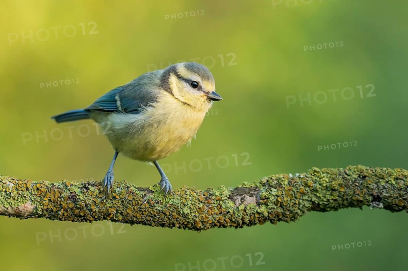 Eurasian Blue Tit (Cyanistes caeruleus) juvenile perched on a branch, Lower Saxony, Germany