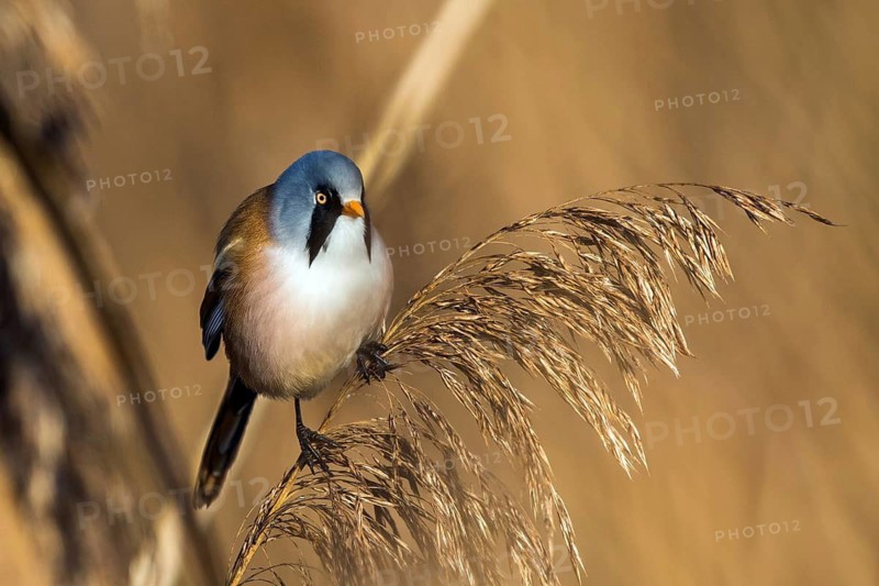 Bearded tit sitting on reed stalk, (Panurus biarmicus), Federsee lake, Baden-Württemberg, Federal Republic of Germany