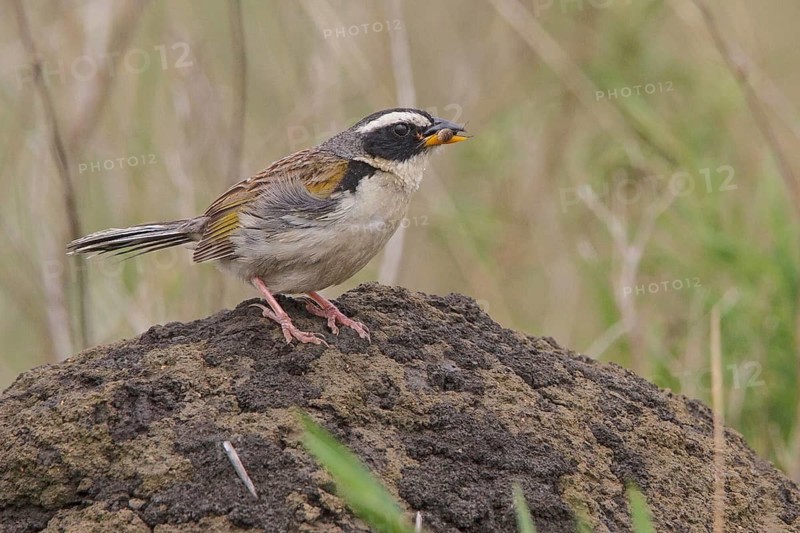 Black-masked Finch (Coryphaspiza melanotis) perched on a branch in the Atlantic rainforest of southeast Brazil