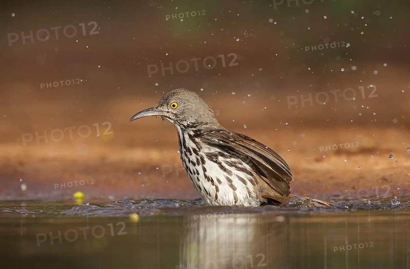 Long-billed Thrasher (Toxostoma longirostre) bathing, Texas, USA
